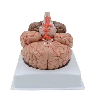 Detachable Human Brain Model (9 Parts)