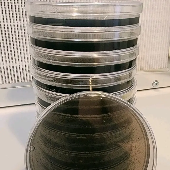 10x LMEAC pre-poured black agar 90mm x 16mm petri dish