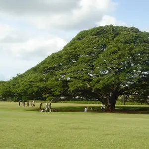 LIVE PLANT 3ft Rain Tree - Samanea Saman - Monkey Pod - Pithecellobium saman - Suar - Cow tamarind