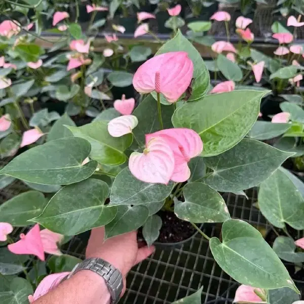 Anthurium Royal Pink Champion
