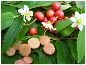 Jamaican Cherry aka Strawberry Tree Muntingia calabura 1 starter plant