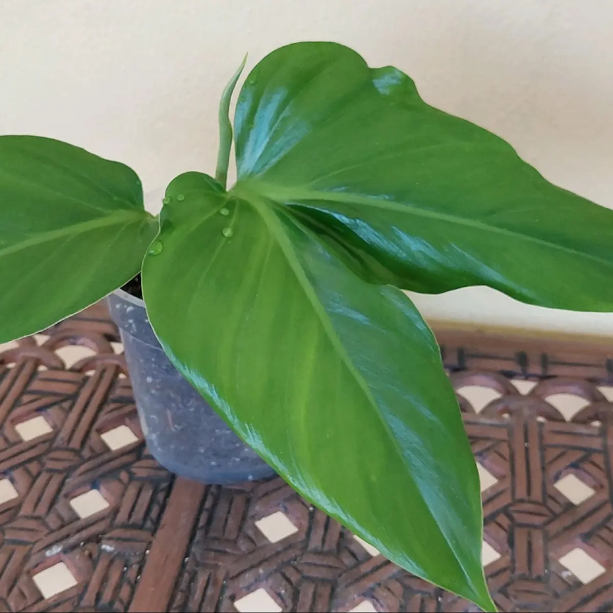 Imperial Green Philodendron plant