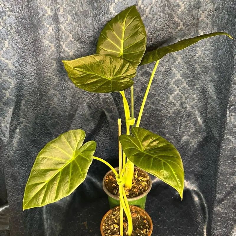 Alocasia Regal Shield Corm Grown Live Houseplant 4” pot