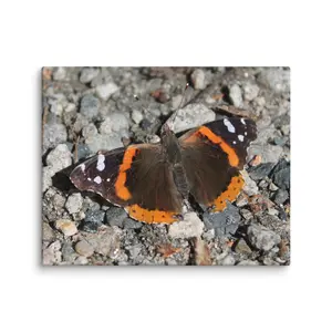 Red Admiral Butterfly Canvas Print