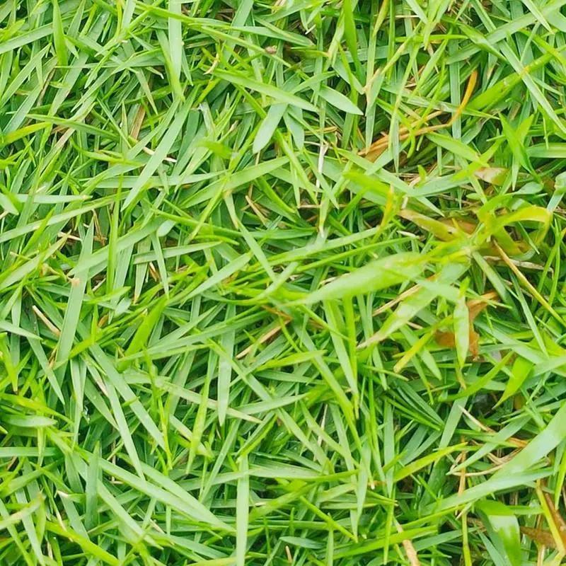 3000+ Fast Growing Green Grass Seeds for Lawn Home Garden Quality Lawn Care,Grass Seed and Shade Grass, Grows quickly and withstands all seasons, perfect for high-quality turf and golf courses, High Germination Grass Seeds Grown