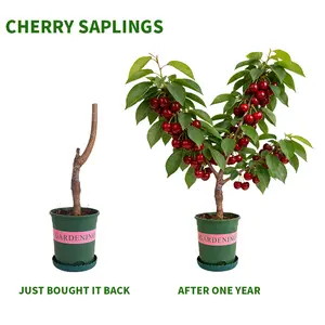 Cherry Tree Live Plant for Garden & Patio | Compact Sweet Cherry Fruit Sapling, Outdoor Potted Tree for Backyard, Balcony, Home Orchard & Container Growing