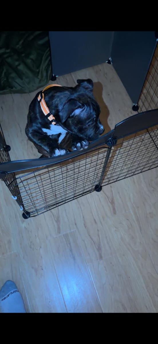 Item: Multicolor, XGS0186