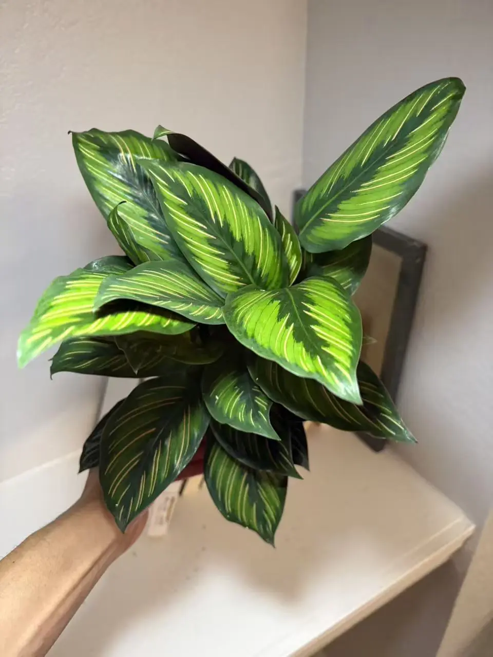 RZ-27 / 4 Inch Potted Calathea Beauty Star Live Ornata Prayer Plant, Elongated Green Foliage With Creamy White Pinstripes & Deep Burgundy Leaf Undersides, Humidity-Loving Pet Safe Compact Clumping Plant For Desktops