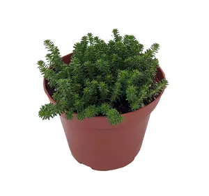 Goldmoss Sedum - 3.7" Pot - Sedum sexangulare - Stonecrop Succulent
