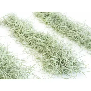 Living Spanish Moss Clump, Usneoides Air Plant Living Spanish Moss Clump, Usneoides Air Plant