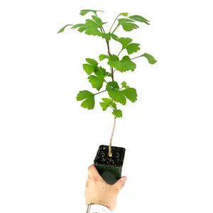 Ginkgo biloba 'Maidenhair Tree'