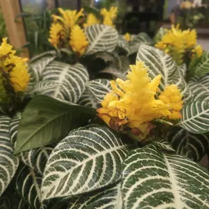 Zebra Aphelandra Squarrosa 6 inch Pot - Ideal for Indoor Plant Lovers