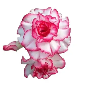 Green River 4 Pcs Double Red White Desert Rose Seeds - Premium Desert Rose Plant Seeds, Perennial Flower Seeds for Gardening, Bonsai, Pots & Yard, Exotic Flower Seeds for Planting – Drought-Tolerant, Full Sun Blooms