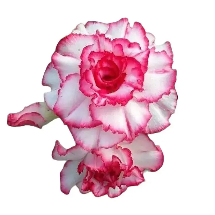 Green River 4 Pcs Double Red White Desert Rose Seeds - Premium Desert Rose Plant Seeds, Perennial Flower Seeds for Gardening, Bonsai, Pots & Yard, Exotic Flower Seeds for Planting – Drought-Tolerant, Full Sun Blooms