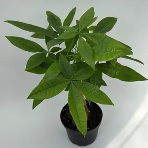 Money Tree 6" Pot Pet Friendly  Houseplant Live Tropical Plant for Indoor Decor Easy Care Good Luck Symbol
