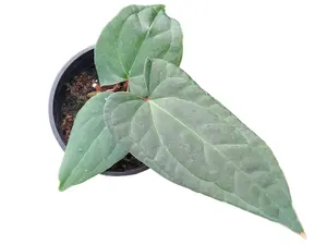 Anthurium Hollow Ghost x Anth. sagittatum 'Ecuagenera' (seedling)