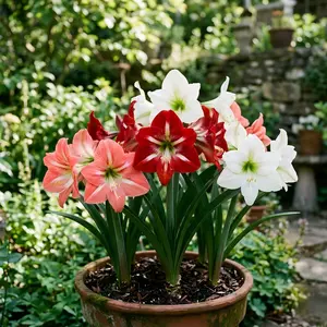 200Pcs Mixed Amaryllis Seeds, Aesthetic Large Blooms Flower Seeds, Easy Care Low Maintenance Plants