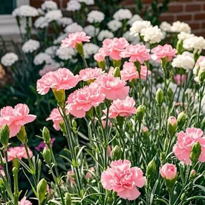 1000 Mixed Carnation Seeds – Colorful, Easy-to-Grow Blooms for Your Garden