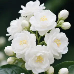 Jasmine Flower Seeds | Beautiful White Blooms | Perfect for Garden Fence & Trellis | Beginner-Friendly