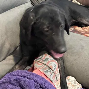 Cassiel Pet HOT SPOT&WOUND Spray,Pet Skin Sprays for Dogs&Cats-Nature Soothing Spray for Clean and Soft Skin,Reduces Itchy Scratching,Packaging upgrade