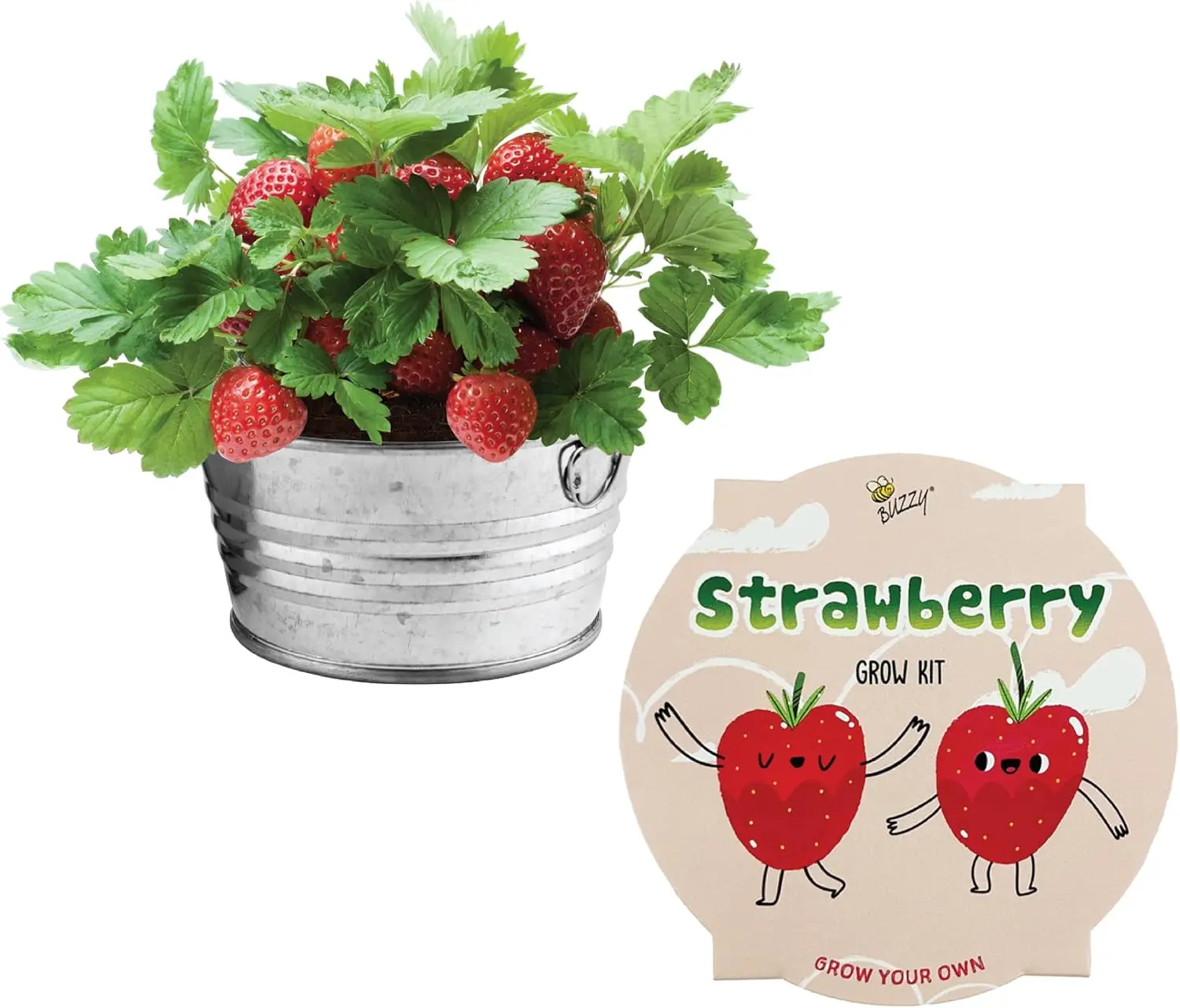 Complete Plant Growing Kit with Ceramic Planter Pot, Indoor & Outdoor Gardening Set with Seeds and Coconut Husk Growing Medium, Easy Home Plant Starter Kit
