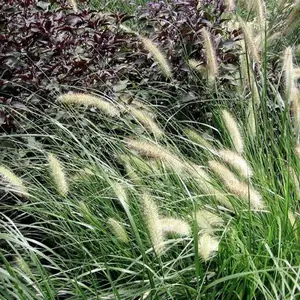 Dwarf Fountain Grass