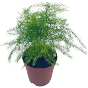 Fern seeds - Asparagus