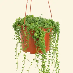 String Of Pearls 6” - Hanging Succulent
