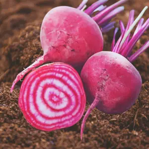 Heirloom Chioggia Beet Seeds - Organic and Regenerative Gardening Seeds