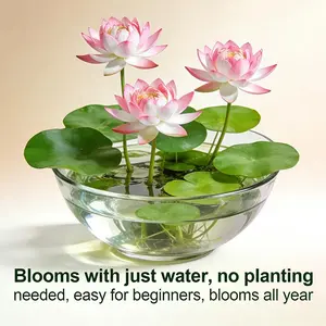 Home Garden Lotus Seeds for Beginners – Fast Growing, Decorative Aquatic Flowers