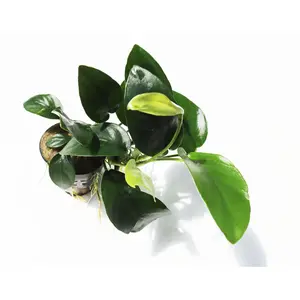 Anubias Nana (Our Best Selling Anubias Aquarium Plant)