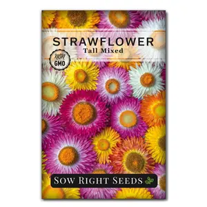 Tall Mixed Strawflower