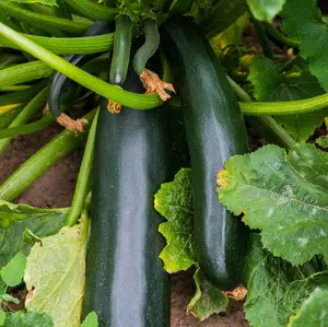 TomorrowSeeds - Black Beauty Zucchini Seeds -  AAS Winner Dark Green Summer Squash Courgette Bush Garden Vegetable Seed Fresh For 2024 Season