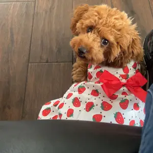 Pet Fashion 4Pcs/set Soft Sleeveless Floral Outfit for Cats & Dogs with Blue Bow & Pearl Detail Perfect for Daily Wear & Special Occasions