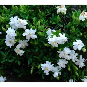 Radicans Dwarf Creeping Gardenia