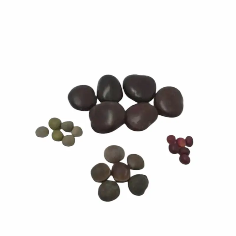 Shango 7-Ray Santeria Ritual Item for Chango, Palo, Egun, Osha, Ifa Orisha Practices