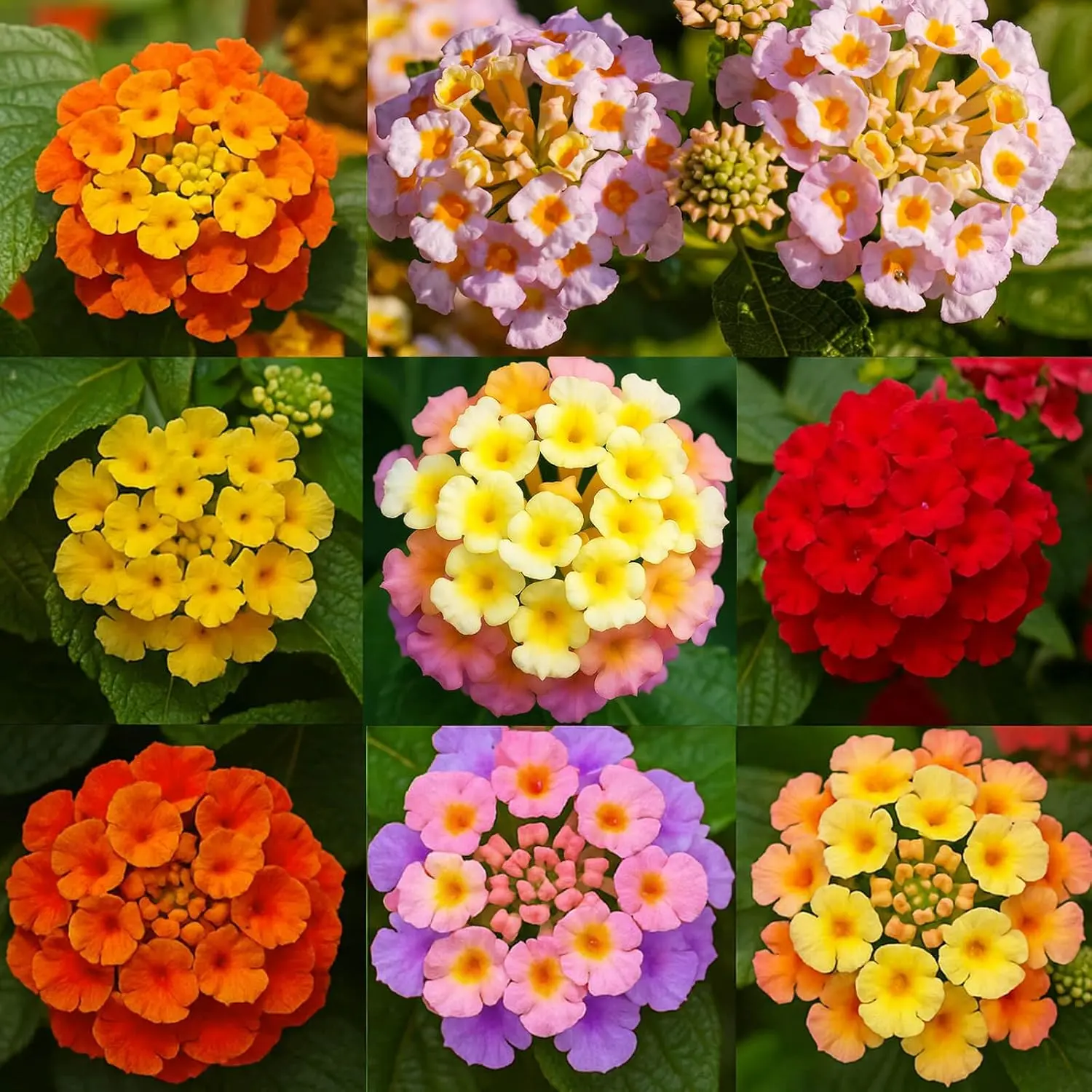 300+ Lantana Camara Mixed Colors Seeds, Non-GMO, Fragrant Perennial Flower, Fast Germination, Drought and Heat Resistant, for Indoor and Outdoor Garden