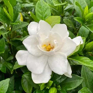 Pillow Talk® Gardenia