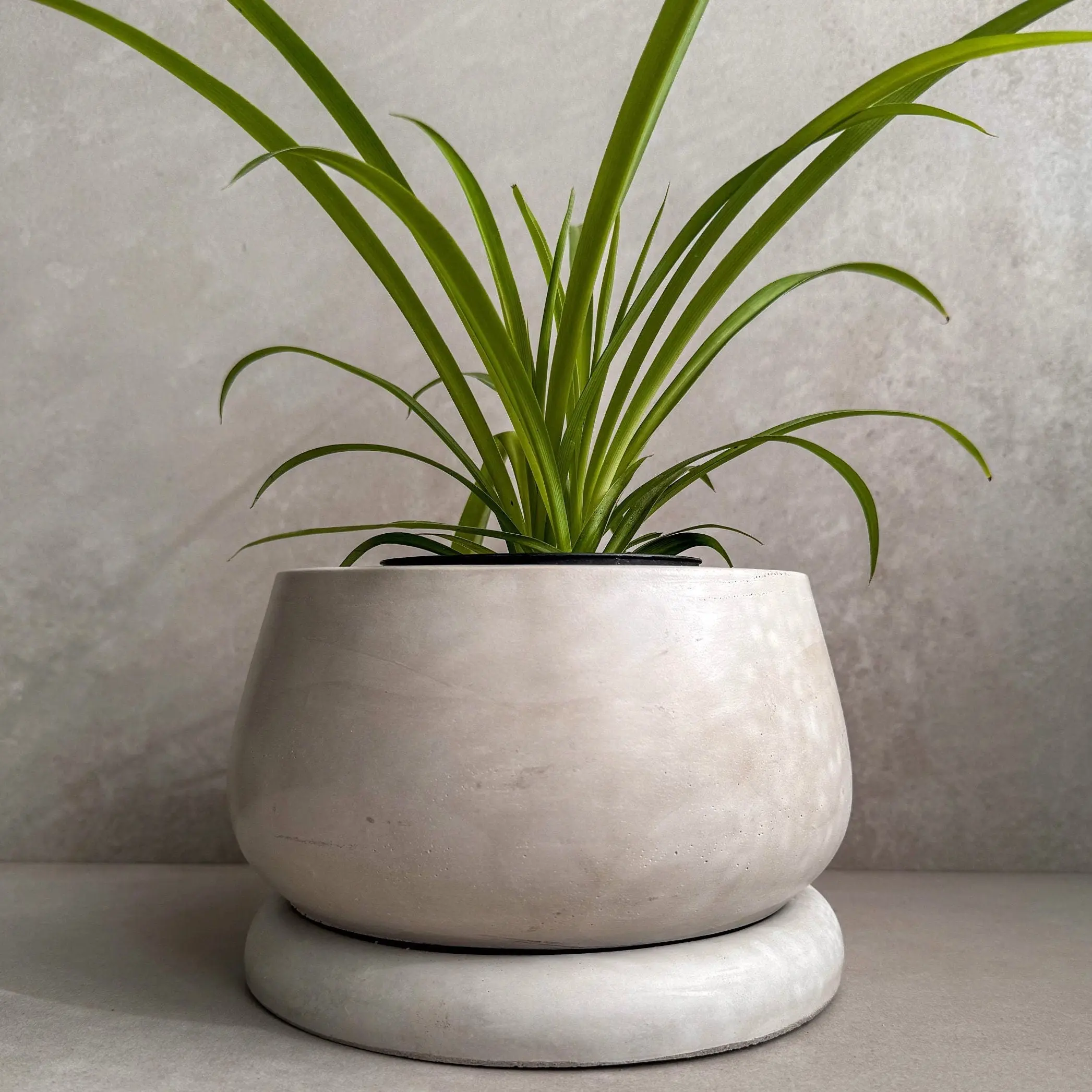 Onda Bubble Concrete Planter with Saucer