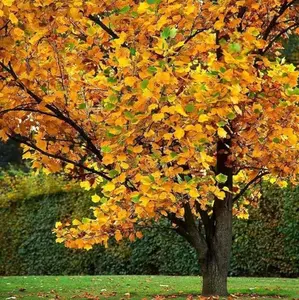 Live Tulip Tree Plant, Liriodendron tulipifera, Yellow Tulip Poplar Tree, 6-12" Tall Seedling Quart Pot