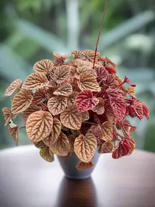 Peperomia 'Quito'