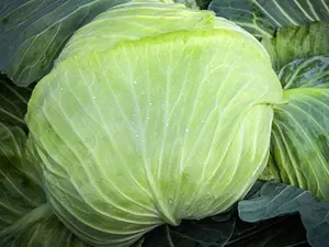 Late Flat Dutch Cabbage Seeds