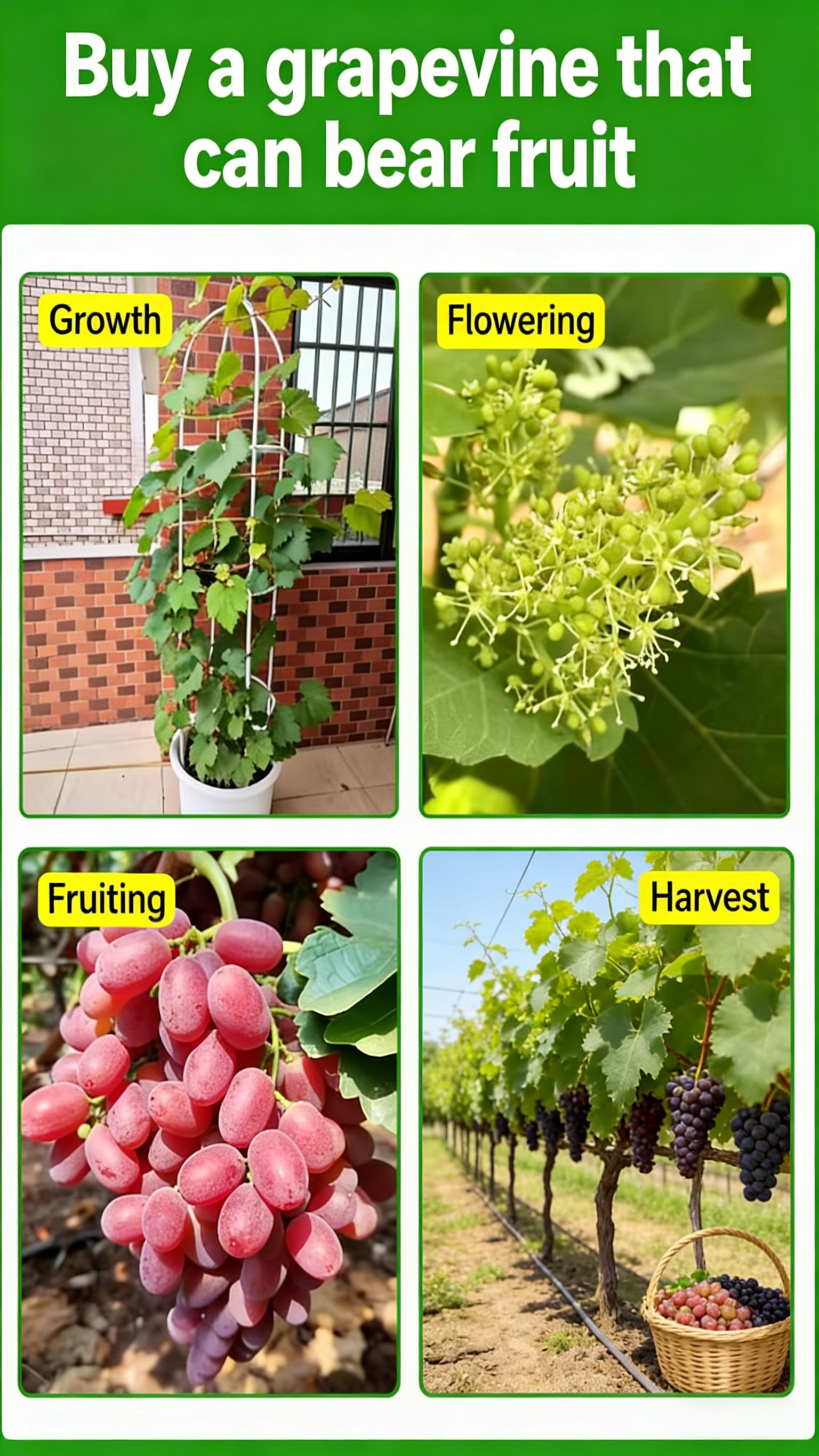 Crimson Seedless Grape Seedling – Grow Your Own Sweet Red Grapes at Home, Beginner Friendly, Suitable for Backyard Vineyard and Patio Containers Crimson Seedless Grape Seedling – Grow Your Own Sweet Red Grapes at Home, Beginner Friendly, Suitable for Backyard Vineyard and Patio Containers