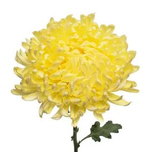 Yellow Natural Football Mums