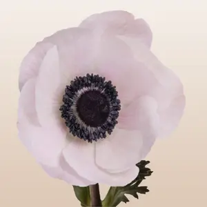Anemones Blush