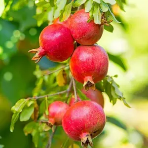 150+ Pomegranate Seeds for Planting - Heirloom & Non-gmo, Sweet Juicy Fruits, Low Maintenance Outdoor Garden Seeds