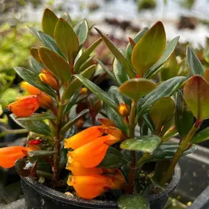 Goldfish Pele Plant Plug (Nematanthus spp.) – A trailing houseplant with glossy leaves and bright orange, pouch-shaped flowers resembling tiny goldfish.