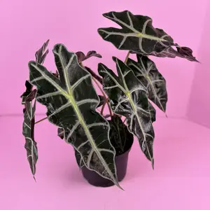 Alocasia Polly 6” | Alocasia Polly | Tropical Houseplant