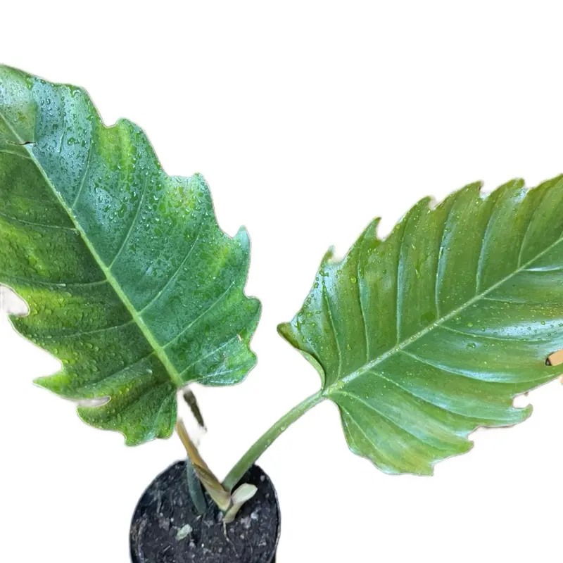 Philodendron Chocolate Empress Philodendron Plant, 6in Pot, Live Tropical House Plant, Vibrant Tropical Houseplants for Home Garden, Vibrant Tropical Plants
