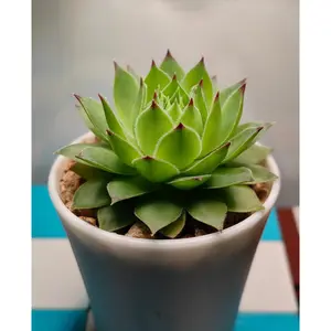 2"Live Succulent Sempervivum tectorum ssp calcareum
